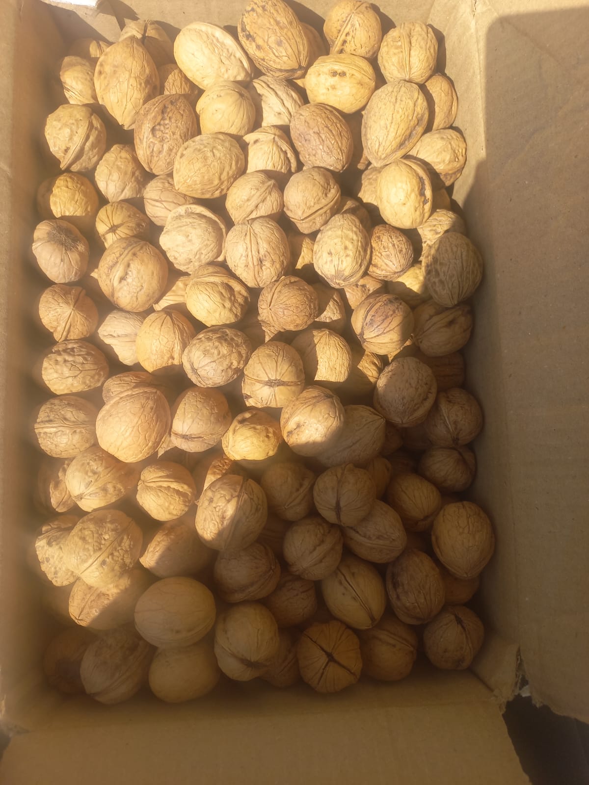 Kashmiri Inshell Kagzi Medium Sized/  7kg box
